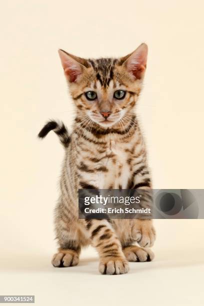 breed cat toyger (felis silvestris catus), age 9 weeks, color brown black mackerel - toyger 個照片及圖片檔