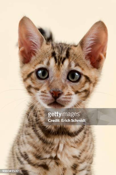 breed cat toyger (felis silvestris catus), age 9 weeks, color brown black mackerel - toyger fotografías e imágenes de stock