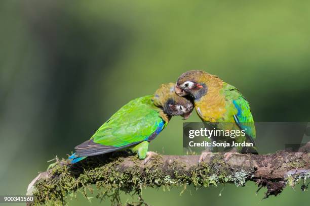brown-hooded parrots (pyrilia haematotis) sitting on branch, plumage care, province of alajuela, san carlos, boca tapada, costa rica - alajuela province stock-fotos und bilder