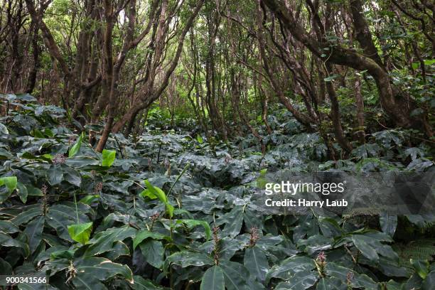 kahili gingers (hedychium gardnerianum), island of faial, azores, portugal - hedychium gardnerianum stock-fotos und bilder