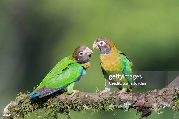 brown-hooded parrots (pyrilia haematotis) sitting on branch, province of alajuela, san carlos, boca tapada, costa rica - alajuela province stock-fotos und bilder