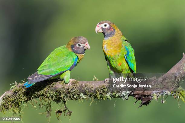 brown-hooded parrots (pyrilia haematotis) sitting on branch, province of alajuela, san carlos, boca tapada, costa rica - boca animal stock pictures, royalty-free photos & images
