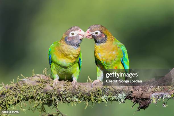 brown-hooded parrots (pyrilia haematotis) sitting on branch, bill and coo, province of alajuela, san carlos, boca tapada, costa rica - boca animal stock pictures, royalty-free photos & images
