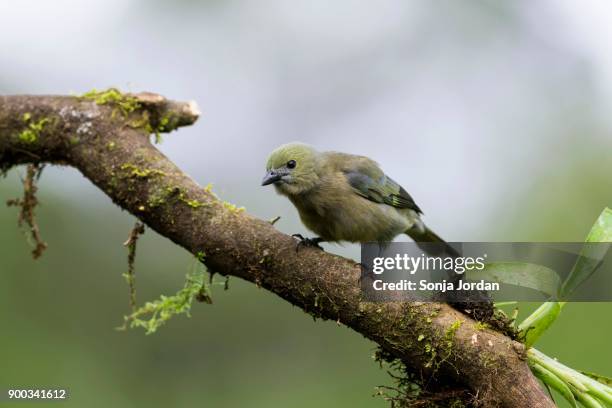 palm tanager (thraupis palmarum), boca tapada, province of alajuela, costa rica, central america - boca animal stock pictures, royalty-free photos & images