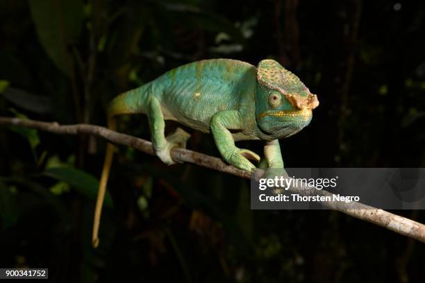 parsonchamaleon (calumma parsonii parsonii), male, mountain misty forests, ranomafana national park, madagascar - ranomafana stock pictures, royalty-free photos & images