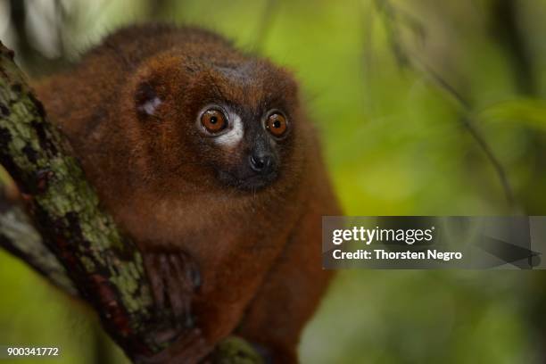 red-bellied lemur (eulemur rubriventer), rainforest, ranomafana national park, madagascar - ranomafana stock pictures, royalty-free photos & images