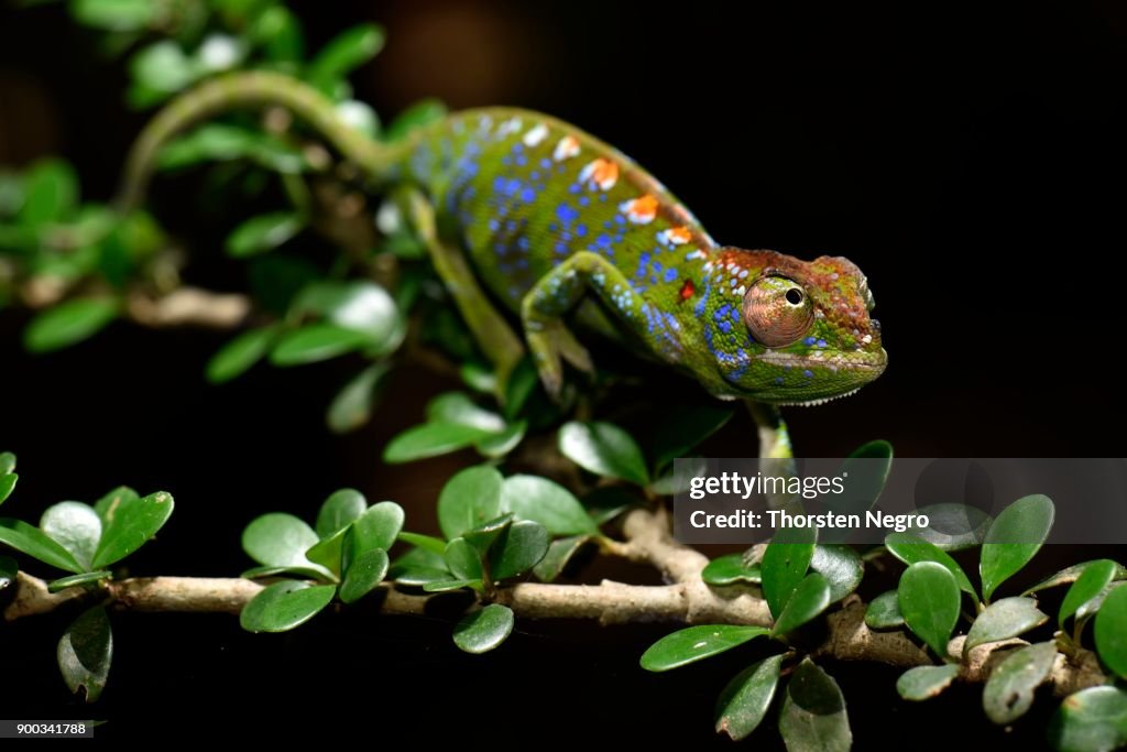 Labords Chamaeleon (Furcifer labordi),short-lived chameleon species of the world, male, dry forests of Kirindy, Western Madagascar, Madagascar
