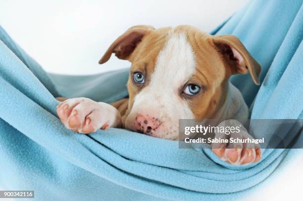 american staffordshire terrier, puppy, 7 weeks old, fawn-white - american staffordshire terrier stockfoto's en -beelden