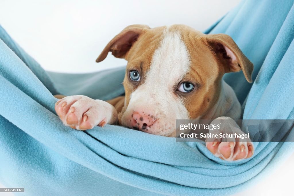 American Staffordshire Terrier, Puppy, 7 weeks old, fawn-white