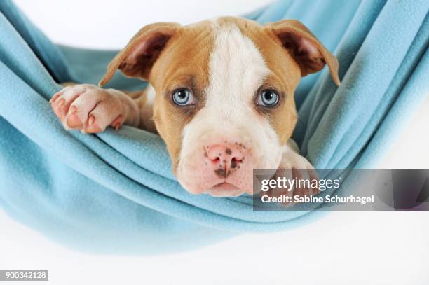 american staffordshire terrier, puppy, 7 weeks old, fawn-white - american staffordshire terrier stockfoto's en -beelden