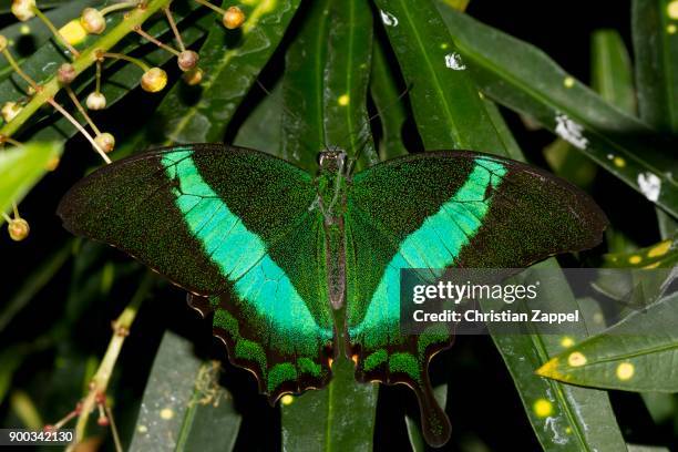 green swallowtail, (papilio palinurus), captice - papilio palinurus stock pictures, royalty-free photos & images