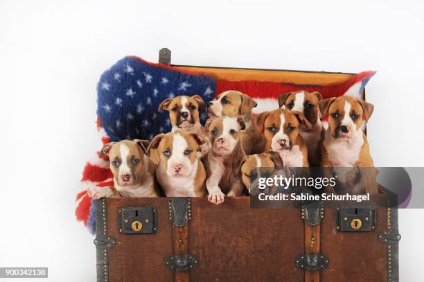 american staffordshire terrier, puppy, 7 weeks old, fawn-white and red-white - american staffordshire terrier stockfoto's en -beelden