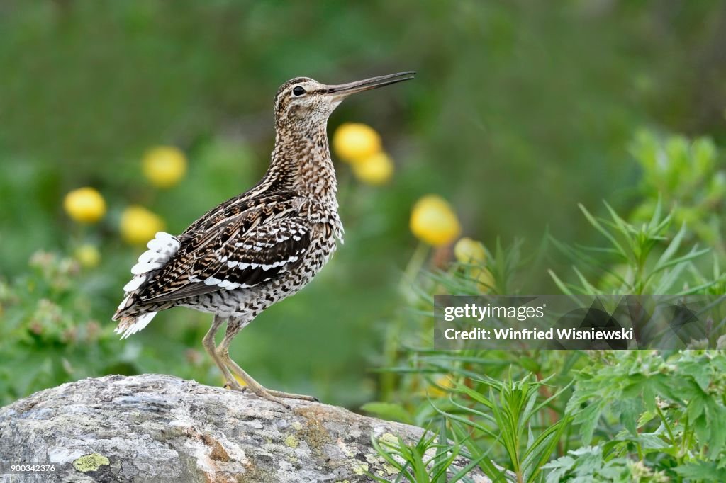 Great snipe (Gallinago media), courtship, mountain forest vegetation, Lapland, Sweden