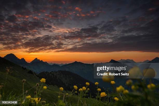 sunrise behind meadow with globeflowers (trollius europaeus) and lechtaler alps in the background, tannheimer tal, tyrol, austria - lechtal alps stock pictures, royalty-free photos & images