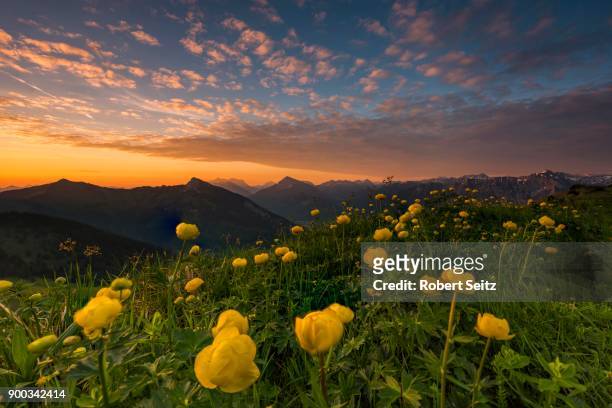 sunrise behind meadow with globeflowers (trollius europaeus) and lechtaler alps in the background, tannheimer tal, tyrol, austria - lechtal alps stockfoto's en -beelden