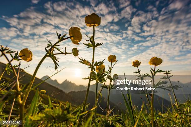 sunrise behind meadow with globeflowers (trollius europaeus) and lechtaler alps in the background, tannheimer tal, tyrol, austria - lechtal alps stock pictures, royalty-free photos & images