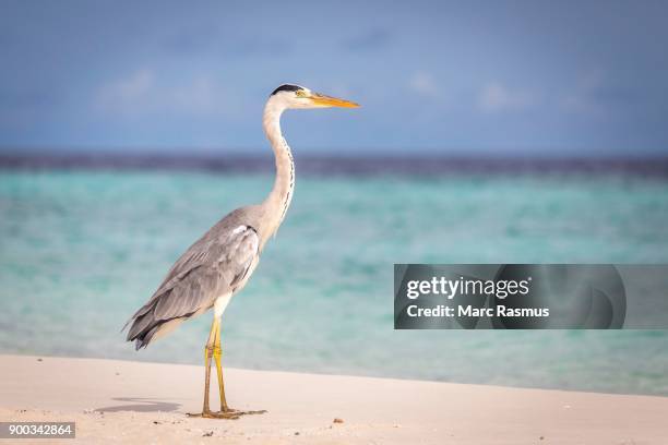 grey heron (area cinerea) stands on the beach, gangehi island, ari-atoll, maldives - ari atoll foto e immagini stock