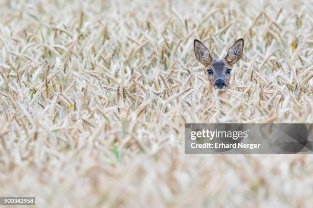 european roe deer (capreolus capreolus) in corn field, emsland, lower saxony, germany - deer corn stock pictures, royalty-free photos & images