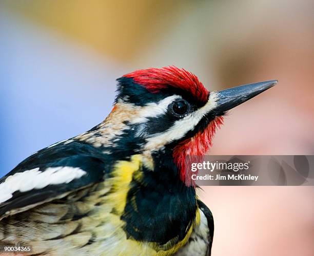 yellow-bellied sapsucker - woodpecker stock pictures, royalty-free photos & images