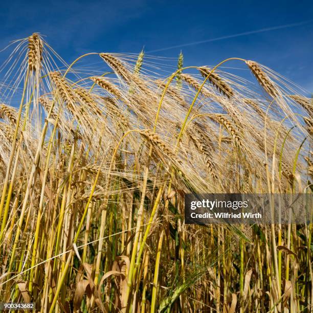 feld, rye, (secale cereale), mecklenburg-western pomerania, germany - cereale stock pictures, royalty-free photos & images