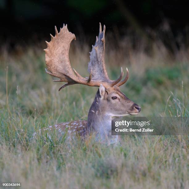 fallow deer (dama dama), resting in a meadow, zealand, denmark - dama game stock pictures, royalty-free photos & images