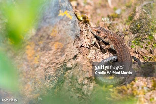 viviparous lizard (lacerta vivipara) on stone, hesse, germany - lacerta vivipara stock pictures, royalty-free photos & images