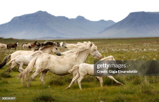 running wild in iceland - iceland horse stock pictures, royalty-free photos & images