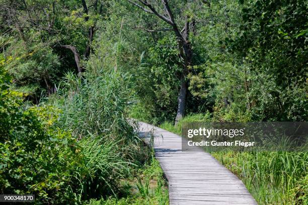 wooden walkway in krka national park, sibenik-knin region, dalmatia, croatia - dalmatia region croatia fotografías e imágenes de stock