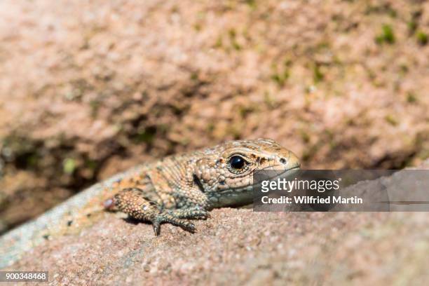 viviparous lizard (lacerta vivipara) on stone, portrait, hesse, germany - lacerta vivipara stock pictures, royalty-free photos & images