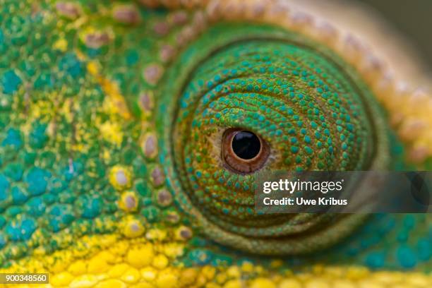 parsons chameleon (calumma parsonii), eye, detail, national park ranomafana, madagascar - ranomafana stock pictures, royalty-free photos & images