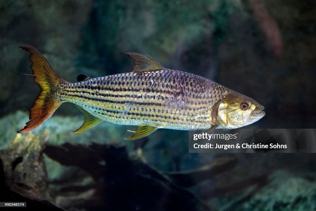 African arowana (Heterotis niloticus), adult, swimming, bonefish, captive, native in Africa