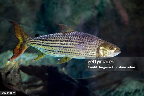 african arowana (heterotis niloticus), adult, swimming, bonefish, captive, native in africa - bone fish fotografías e imágenes de stock