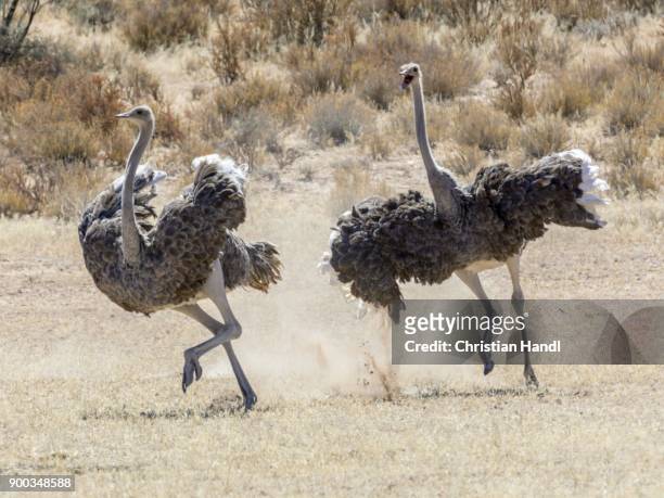 ostriches (struthio camelus) chasing each other, kgalagadi transfrontier national park, north cape, south africa - ostrich ストックフォトと画像