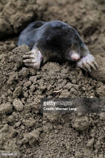 european mole (talpa europaea), austria - maulwurf stock-fotos und bilder