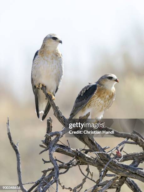 lanner falcon (falco biarmicus) with prey (mouse), kgalagadi transfrontier national park, north cape, south africa - alfaneque imagens e fotografias de stock
