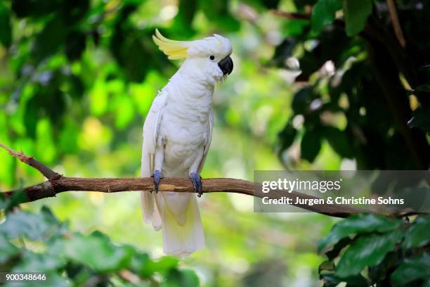 sulphur crested cockatoo (cacatua galerita) sitting on branch, captive, native to australia - cacatua bird stock pictures, royalty-free photos & images