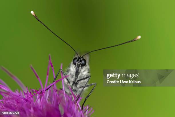 black-veined white (aporia crataegi) on thistle blossom, detail, kleiner common cranesee, erzgebirge, saxony, germany - groot geaderd witje stockfoto's en -beelden