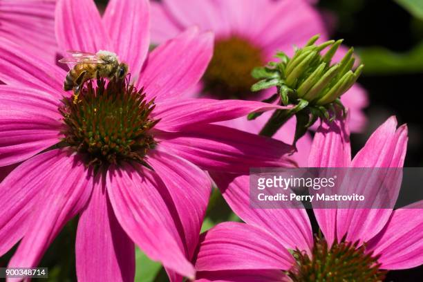 pollen covered honey bee (apis mellifera) foraging for nectar on pink echinacea, coneflower in summer, montreal, quebec, canada - cure montreal 2016 stock-fotos und bilder