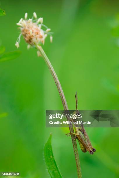 meadow grasshopper (chorthippus parallelus), hesse, germany - plantago lanceolata stock pictures, royalty-free photos & images