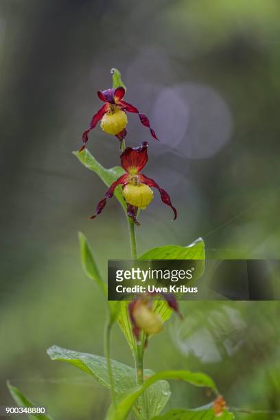 yellow ladys slipper orchid (cypripedium calceolus), upper palatinate, bavaria, germany - calceolus stock-fotos und bilder