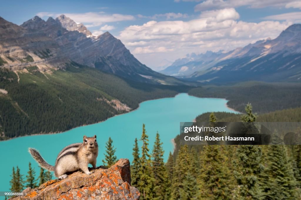 Golden-mantled ground squirrel (Spermophilus lateralis) in front of Peyto Lake, Banff National Park, Canadian Rocky Mountains, Alberta, Canada