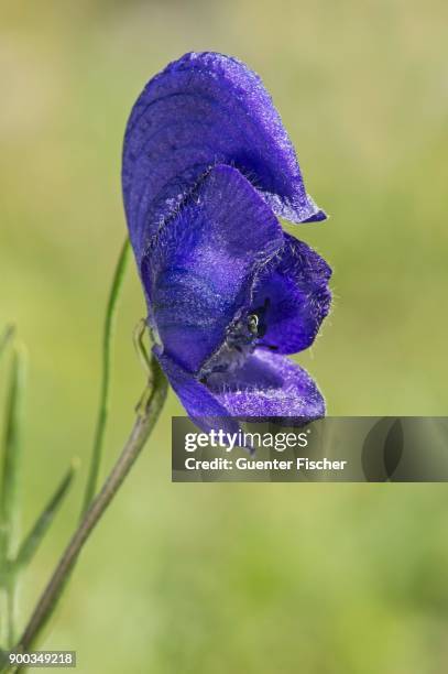 single flower of the blauer eisenhut (aconitum napellus), gasterntal, valais, switzerland - aconitum carmichaelii stock pictures, royalty-free photos & images