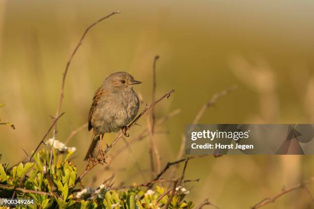 dunnock (prunella modularis), texel, north holland, netherlands - prunellidae stock pictures, royalty-free photos & images