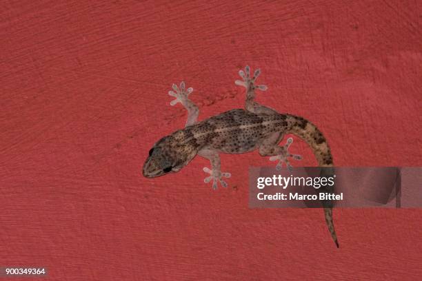 boettgers wall gecko (tarentola boettgeri hierrensis), el hierro, canary islands, spain - tarentola stock pictures, royalty-free photos & images