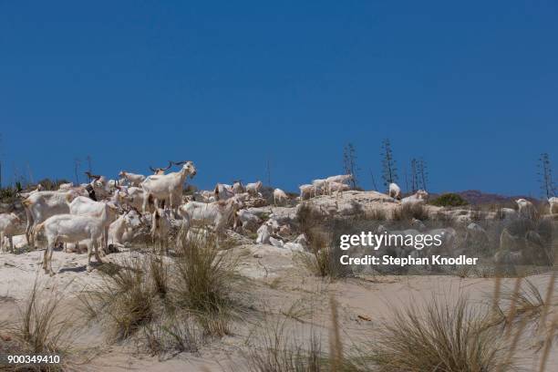 goat herd, playa de los genoveses, cabo de gata, san jose, andalusia, spain - cabo de gata stock pictures, royalty-free photos & images