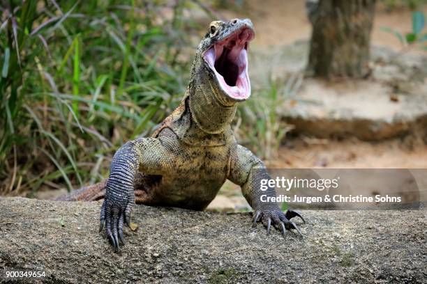 komodo dragon (varanus komodoensis), adult on rocks, open mouth, captive - komodo dragon stock pictures, royalty-free photos & images