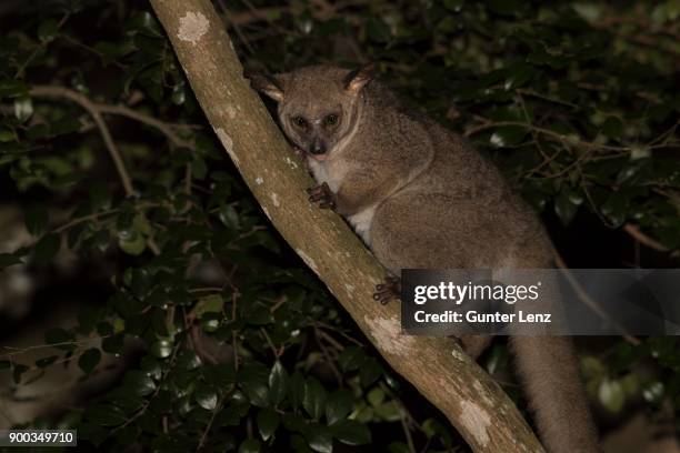 brown greater galago (otolemur crassicaudatus), climbing in the tree at night, isimangaliso wetland park, kwazulu-natal, south africa - bush baby stock pictures, royalty-free photos & images