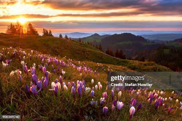 alpine meadow with flowering crocuses (crocus vernus), alp raemisgummen with a view of the emmental, canton of berne, switzerland - first day of spring fotografías e imágenes de stock