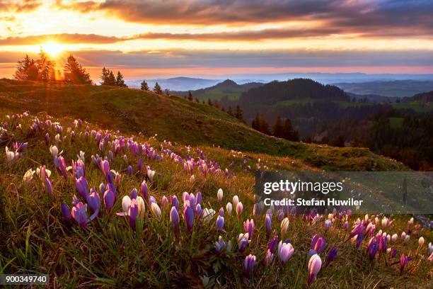alpine meadow with flowering crocuses (crocus vernus), alp raemisgummen with a view of the emmental, canton of berne, switzerland - first day of spring stock pictures, royalty-free photos & images