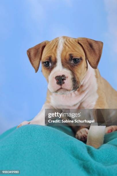 american staffordshire terrier, puppy, 7 weeks old, fawn-white - american staffordshire terrier stockfoto's en -beelden